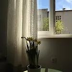 Regina Сплит
